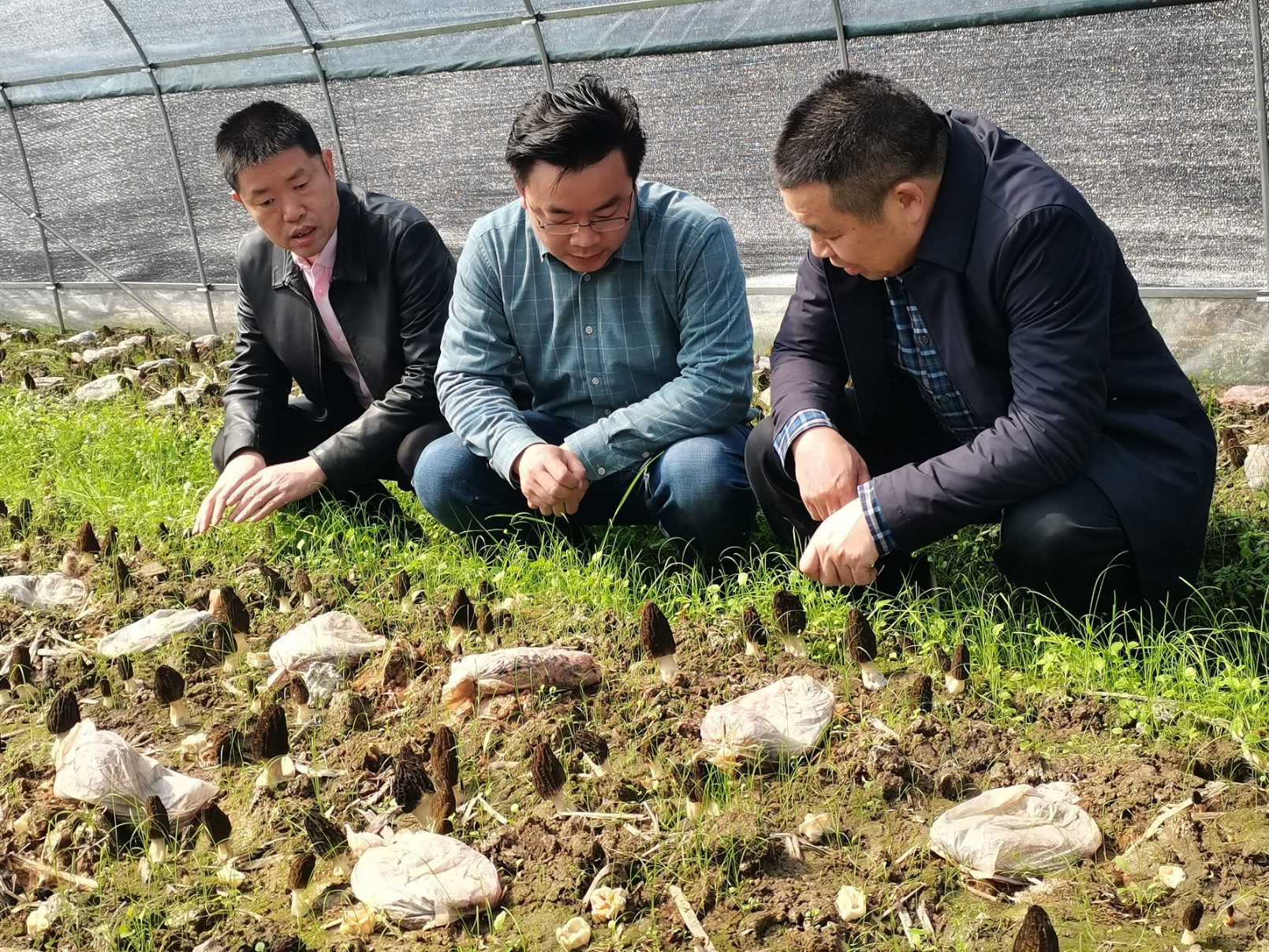 省食用研究所和縣科技局領導基地考察指導