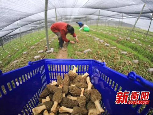 湖南金芙農(nóng)業(yè)科技有限公司,湖南農(nóng)業(yè)科技發(fā)展,蛹蟲(chóng)草,藥用菌