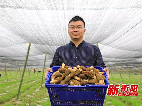 湖南金芙農(nóng)業(yè)科技有限公司,湖南農(nóng)業(yè)科技發(fā)展,蛹蟲(chóng)草,藥用菌