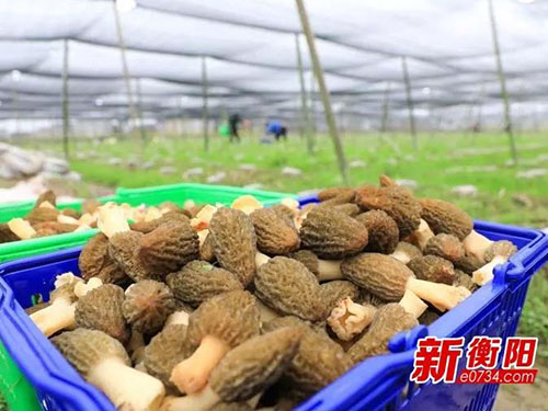 湖南金芙農(nóng)業(yè)科技有限公司,湖南農(nóng)業(yè)科技發(fā)展,蛹蟲(chóng)草,藥用菌