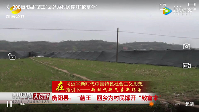 湖南金芙農(nóng)業(yè)科技有限公司,羊肚菌,蛹蟲(chóng)草鮮品,蛹蟲(chóng)草干品,蟲(chóng)草超微粉,蟲(chóng)草酒哪里好