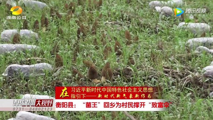 湖南金芙農(nóng)業(yè)科技有限公司,羊肚菌,蛹蟲(chóng)草鮮品,蛹蟲(chóng)草干品,蟲(chóng)草超微粉,蟲(chóng)草酒哪里好