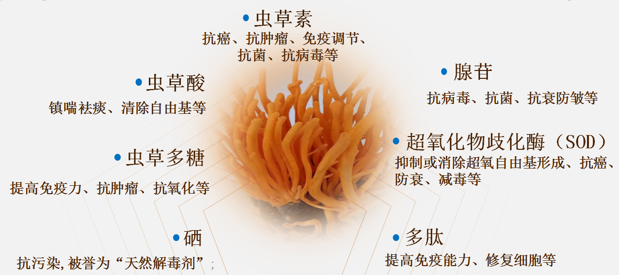 湖南金芙農(nóng)業(yè)科技有限公司,羊肚菌,蛹蟲(chóng)草鮮品,蛹蟲(chóng)草干品,蟲(chóng)草超微粉,蟲(chóng)草酒哪里好