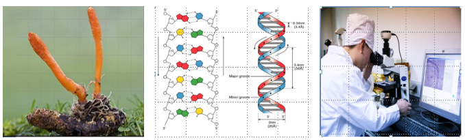 湖南金芙農(nóng)業(yè)科技有限公司,羊肚菌,蛹蟲(chóng)草鮮品,蛹蟲(chóng)草干品,蟲(chóng)草超微粉,蟲(chóng)草酒哪里好