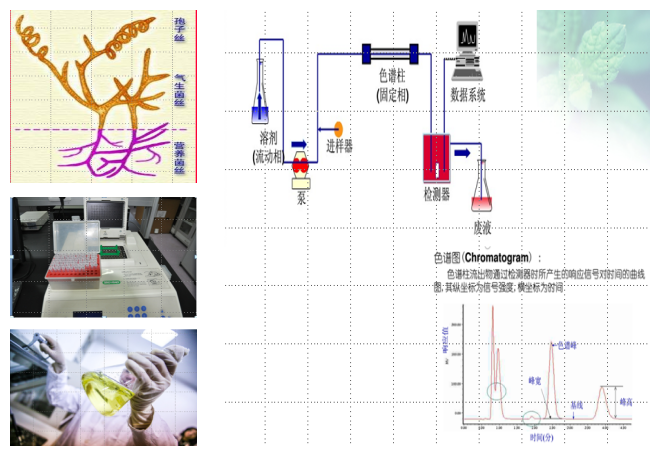 湖南金芙農(nóng)業(yè)科技有限公司,羊肚菌,蛹蟲(chóng)草鮮品,蛹蟲(chóng)草干品,蟲(chóng)草超微粉,蟲(chóng)草酒哪里好