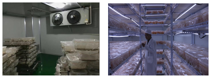 湖南金芙農(nóng)業(yè)科技有限公司,羊肚菌,蛹蟲(chóng)草鮮品,蛹蟲(chóng)草干品,蟲(chóng)草超微粉,蟲(chóng)草酒哪里好