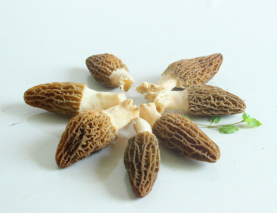 湖南金芙農(nóng)業(yè)科技有限公司,湖南蛹蟲(chóng)草,湖南羊肚菌,蛹蟲(chóng)草,羊肚菌,龍新,蟲(chóng)草酒哪里好,衡陽(yáng)食用菌,衡陽(yáng)羊肚菌,衡陽(yáng)蛹蟲(chóng)草