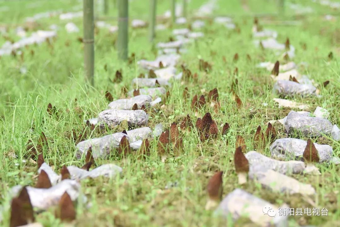 湖南金芙農(nóng)業(yè)科技有限公司,湖南蛹蟲(chóng)草,湖南羊肚菌,蛹蟲(chóng)草,羊肚菌,龍新,蟲(chóng)草酒哪里好,衡陽(yáng)食用菌,衡陽(yáng)羊肚菌,衡陽(yáng)蛹蟲(chóng)草