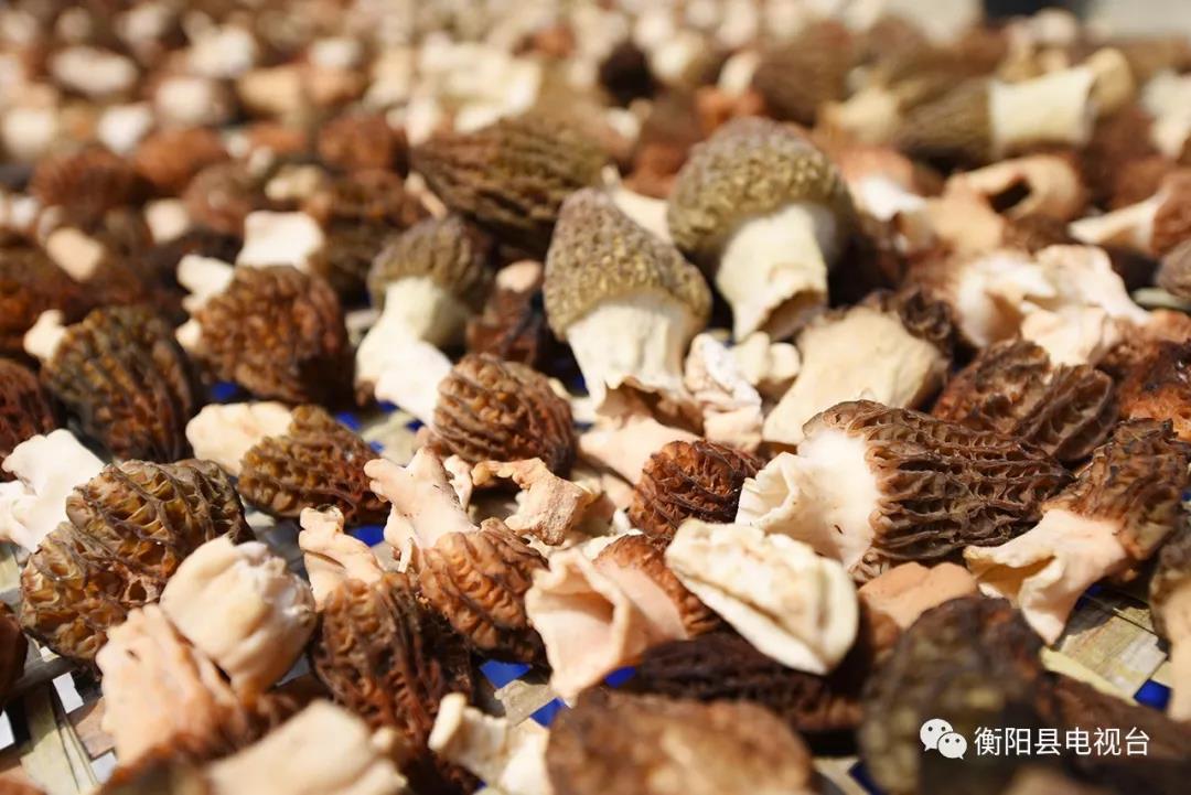 湖南金芙農(nóng)業(yè)科技有限公司,湖南蛹蟲(chóng)草,湖南羊肚菌,蛹蟲(chóng)草,羊肚菌,龍新,蟲(chóng)草酒哪里好,衡陽(yáng)食用菌,衡陽(yáng)羊肚菌,衡陽(yáng)蛹蟲(chóng)草