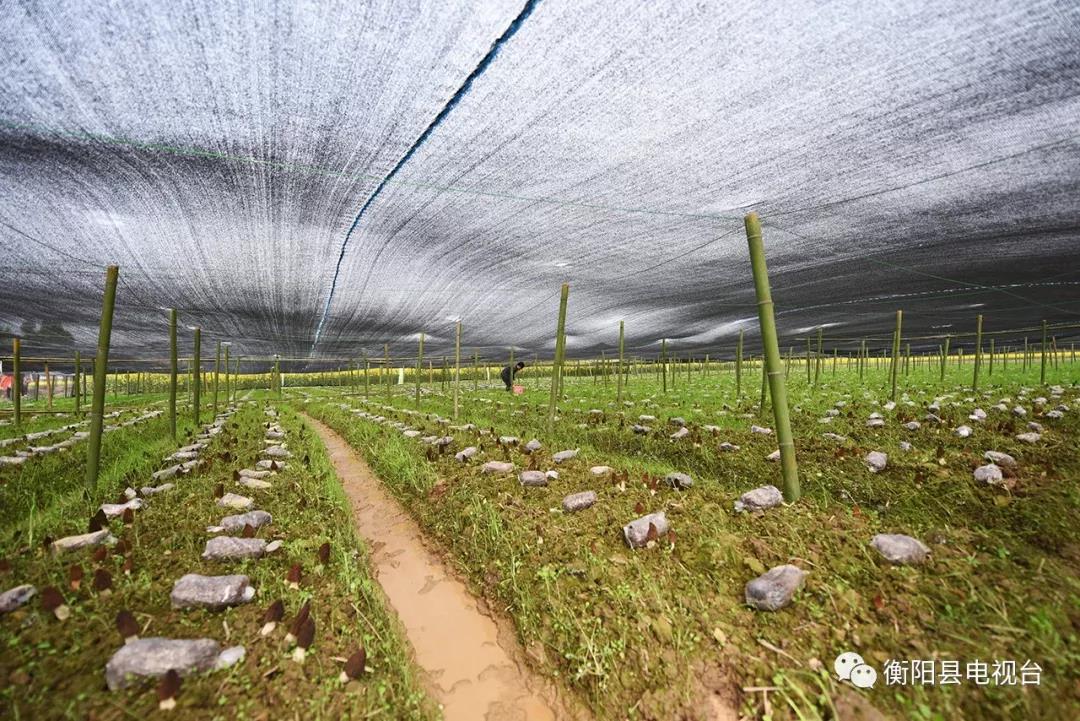 湖南金芙農(nóng)業(yè)科技有限公司,湖南蛹蟲(chóng)草,湖南羊肚菌,蛹蟲(chóng)草,羊肚菌,龍新,蟲(chóng)草酒哪里好,衡陽(yáng)食用菌,衡陽(yáng)羊肚菌,衡陽(yáng)蛹蟲(chóng)草