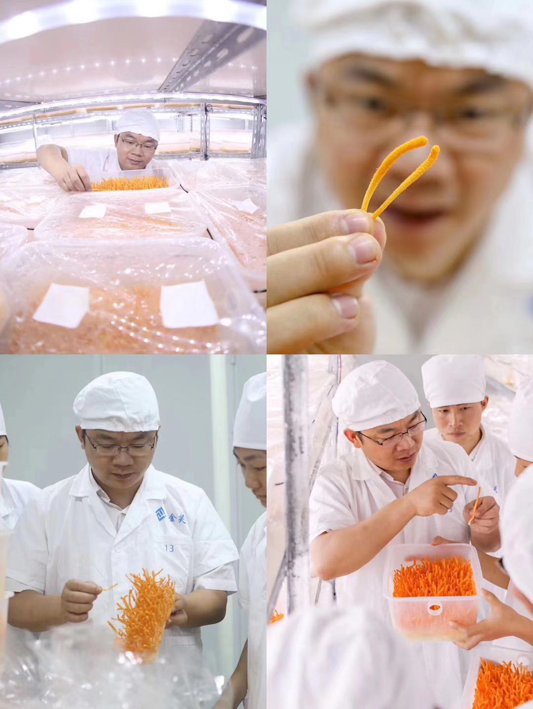 湖南金芙農(nóng)業(yè)科技有限公司,湖南蛹蟲草,湖南羊肚菌,蛹蟲草,羊肚菌,龍新,蟲草酒哪里好,衡陽食用菌,衡陽羊肚菌,衡陽蛹蟲草