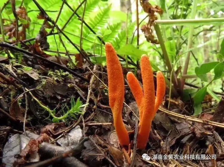 湖南金芙農(nóng)業(yè)科技有限公司,湖南蛹蟲草,湖南羊肚菌,蛹蟲草,羊肚菌,龍新,蟲草酒哪里好,衡陽食用菌,衡陽羊肚菌,衡陽蛹蟲草