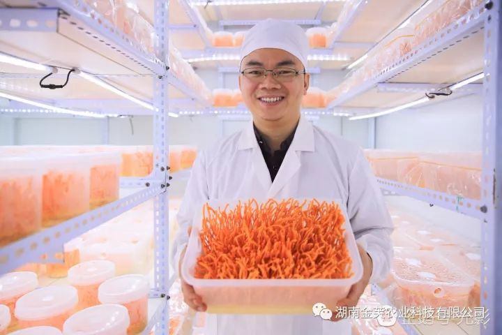 湖南金芙農(nóng)業(yè)科技有限公司,湖南蛹蟲草,湖南羊肚菌,蛹蟲草,羊肚菌,龍新,蟲草酒哪里好,衡陽食用菌,衡陽羊肚菌,衡陽蛹蟲草