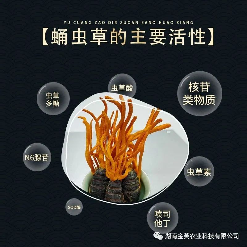 湖南金芙農(nóng)業(yè)科技有限公司,湖南蛹蟲草,湖南羊肚菌,蛹蟲草,羊肚菌,龍新,蟲草酒哪里好,衡陽食用菌,衡陽羊肚菌,衡陽蛹蟲草